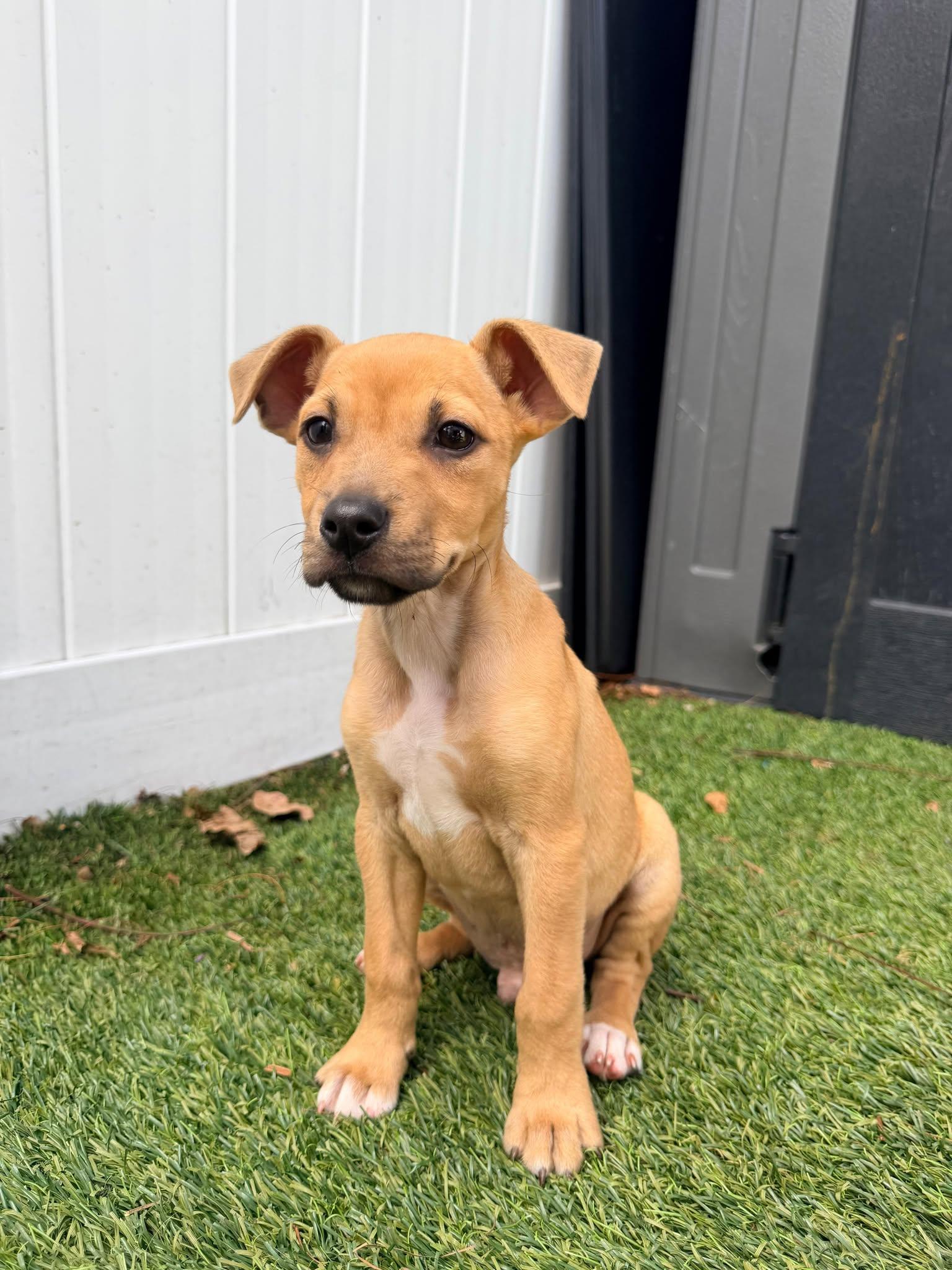 Enlarge Capucine Pup - Raffaello, a Adoptable mixed breed in Pompano Beach, FL image 3/3