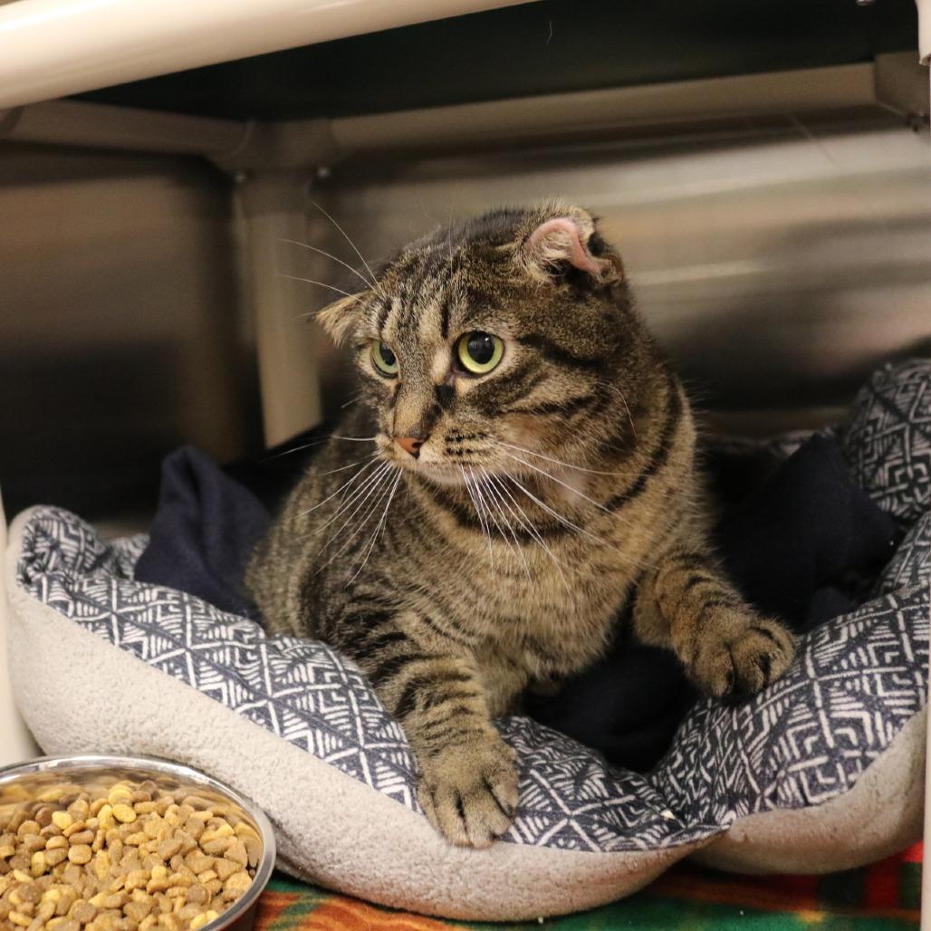 Lillie, Adoptable, Adult Female Domestic Short Hair.