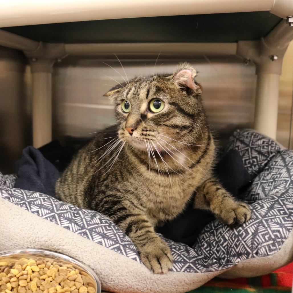 Enlarge Lillie, a Adoptable mixed breed in Saint Cloud, MN image 2/4