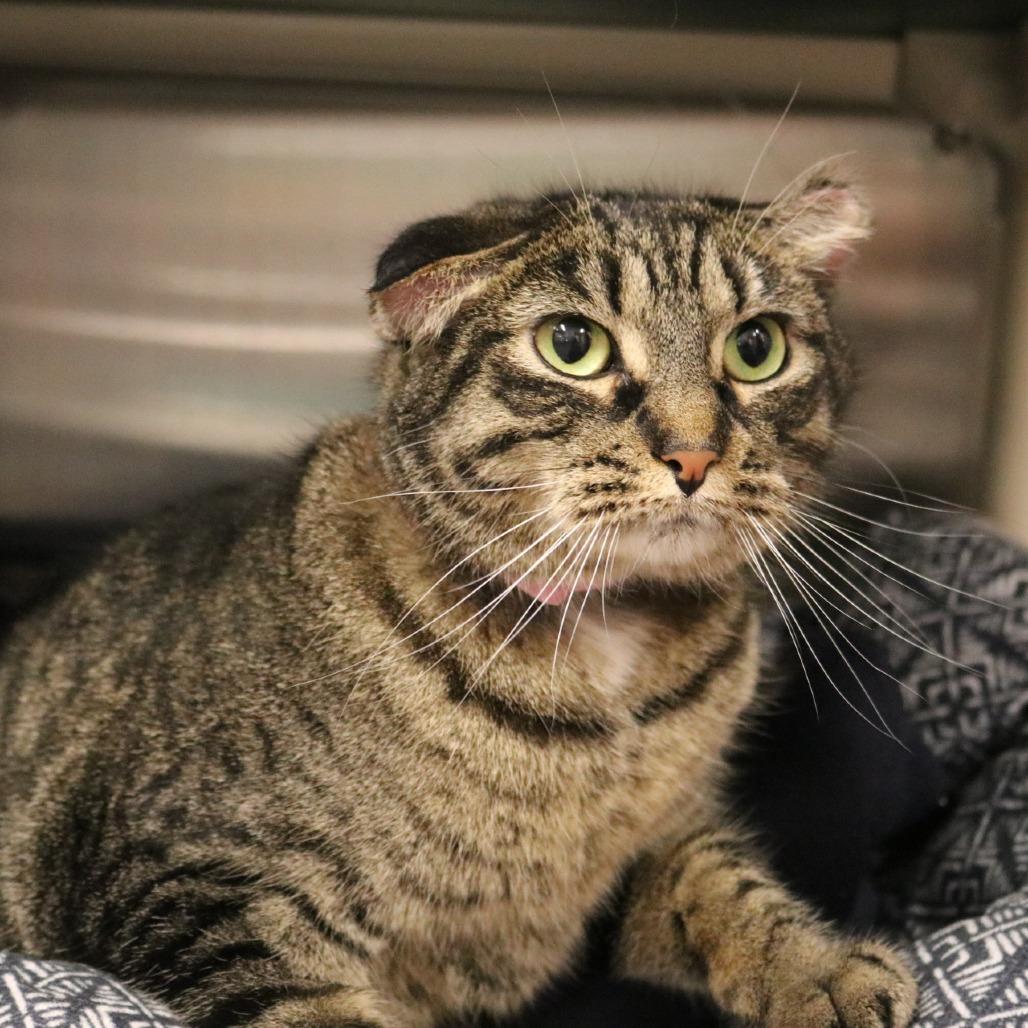 Enlarge Lillie, a Adoptable mixed breed in Saint Cloud, MN image 3/4