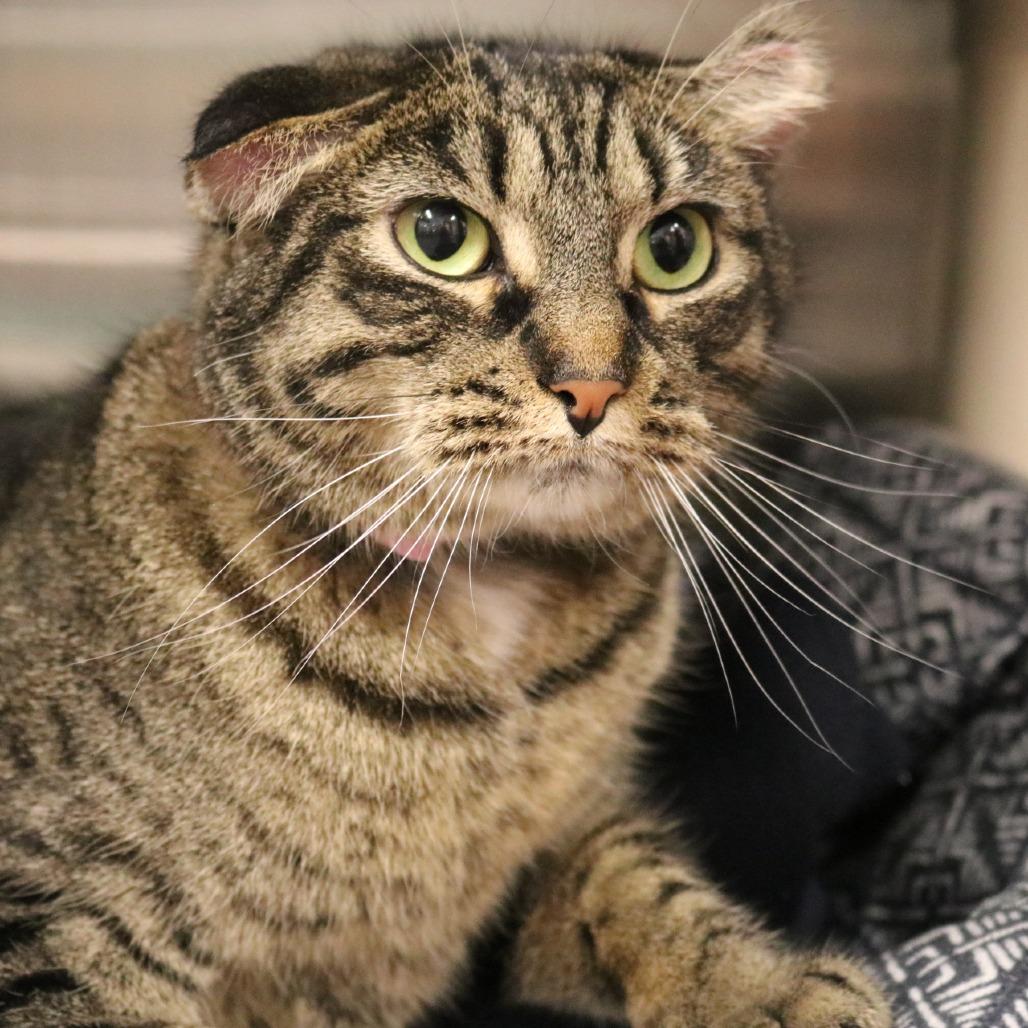 Enlarge Lillie, a Adoptable mixed breed in Saint Cloud, MN image 4/4