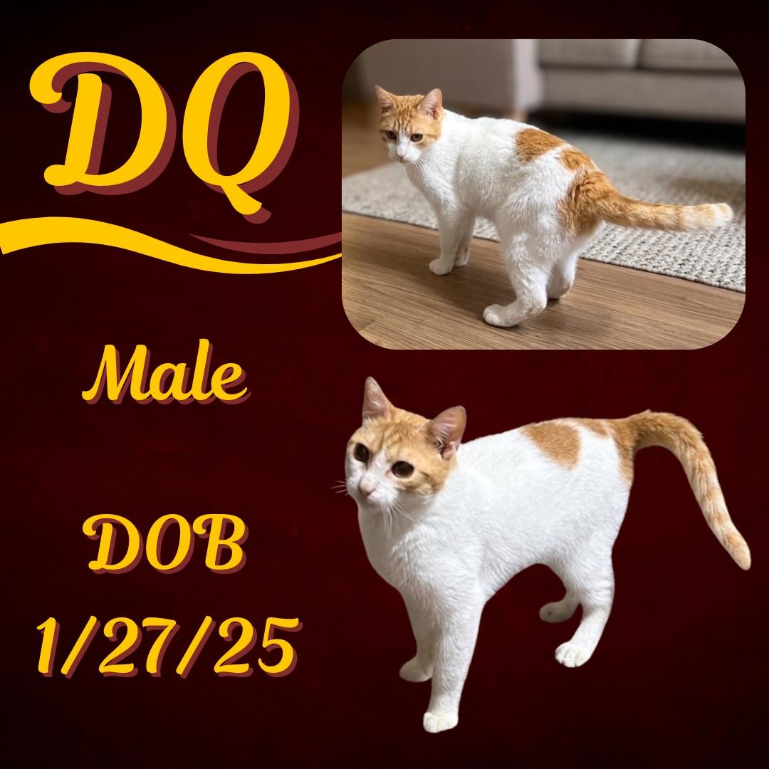 Enlarge DQ, a Adoptable mixed breed in Coeur D Alene, ID image 1/1
