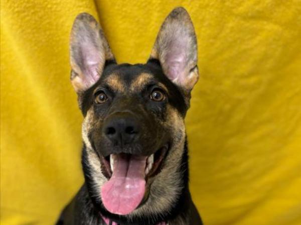 Enlarge Delilah, a Adoptable mixed breed in Portland, OR image 1/3