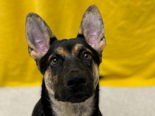 Enlarge Delilah, a Adoptable mixed breed in Portland, OR image 3/3