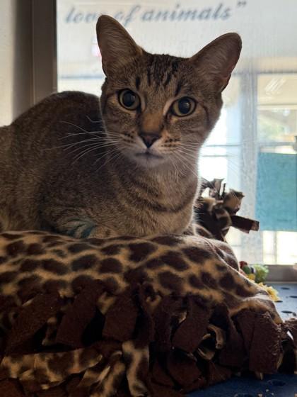Nala, Adoptable, Young Female Domestic Short Hair & Domestic Short Hair.