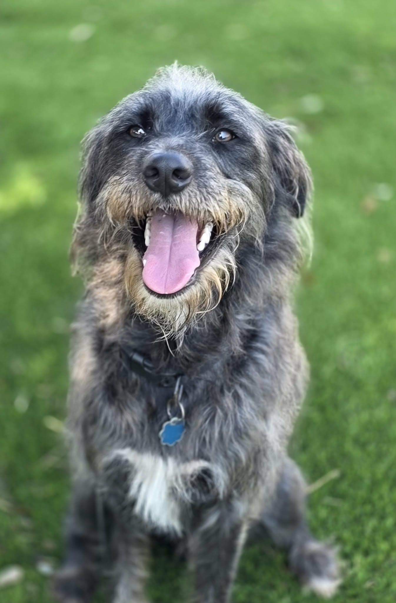 Enlarge Sully, a Adoptable mixed breed in Anderson, SC image 5/5