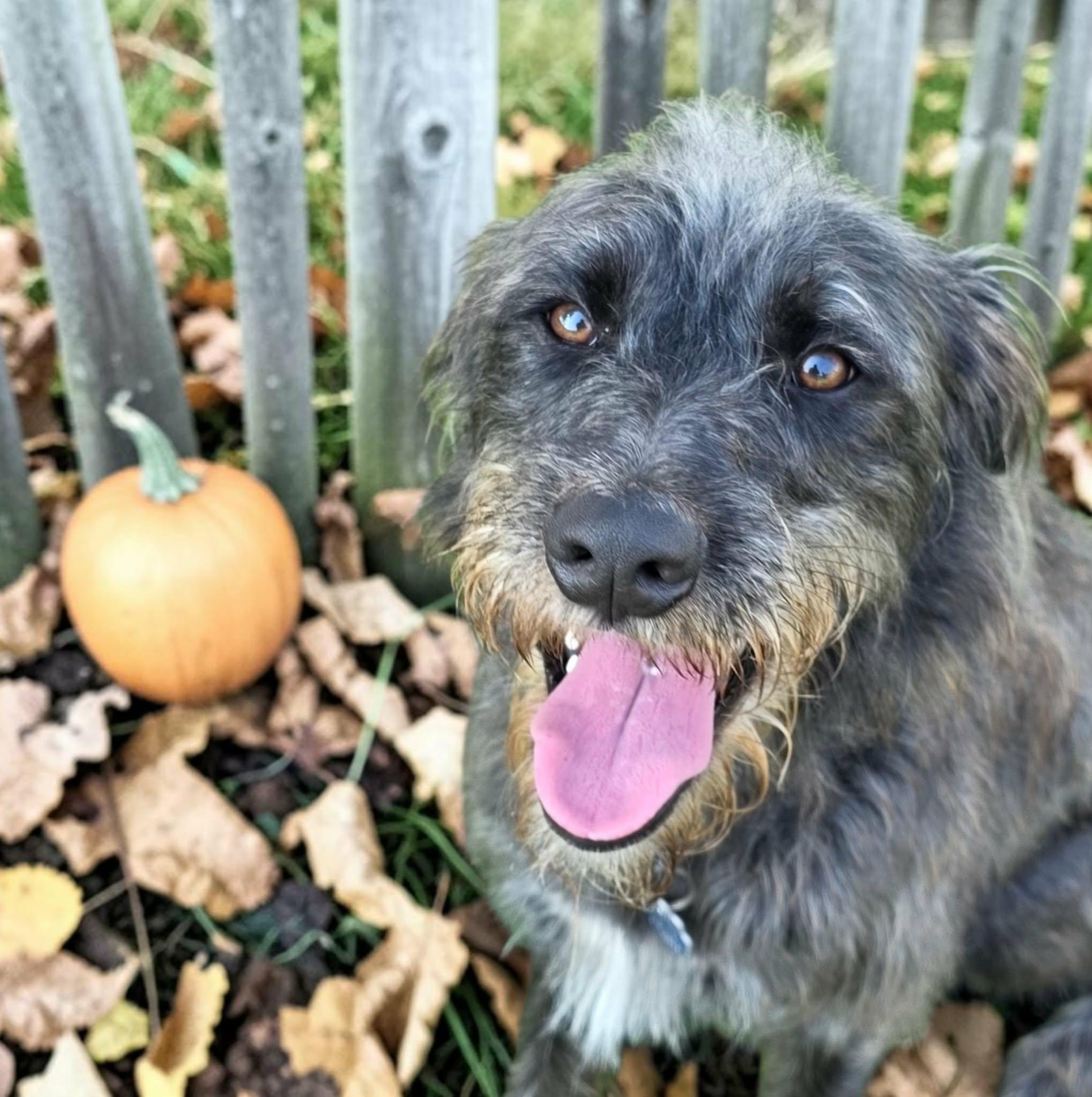 Enlarge Sully, a Adoptable mixed breed in Anderson, SC image 1/5