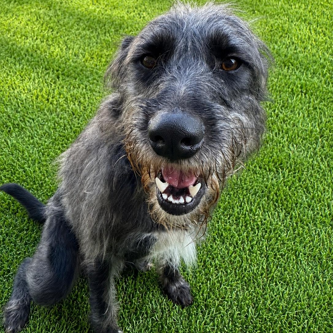 Enlarge Sully, a Adoptable mixed breed in Anderson, SC image 2/5