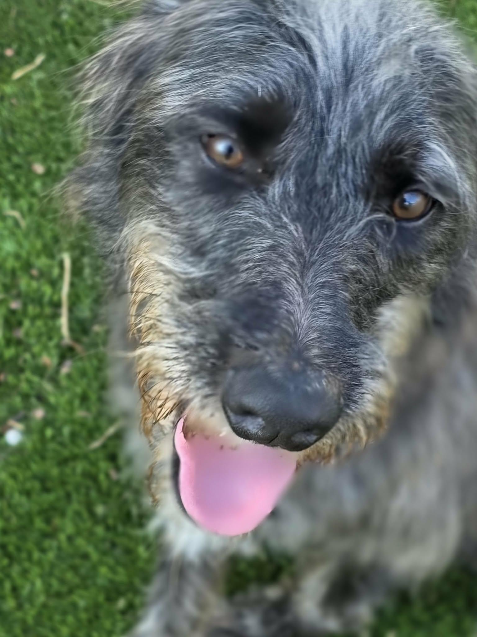 Enlarge Sully, a Adoptable mixed breed in Anderson, SC image 4/5