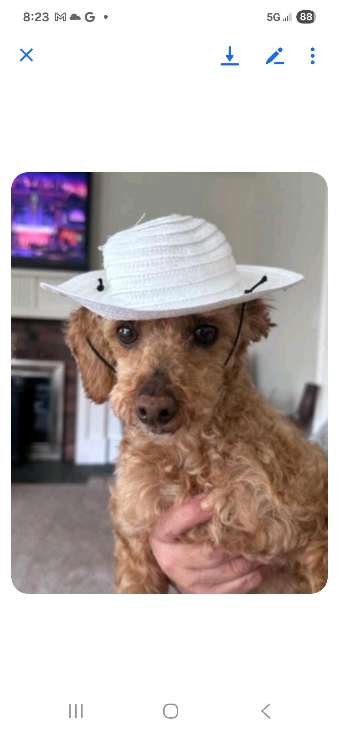 Enlarge Fiona, a Adopted Poodle in Bloomfield, NJ image 1/4