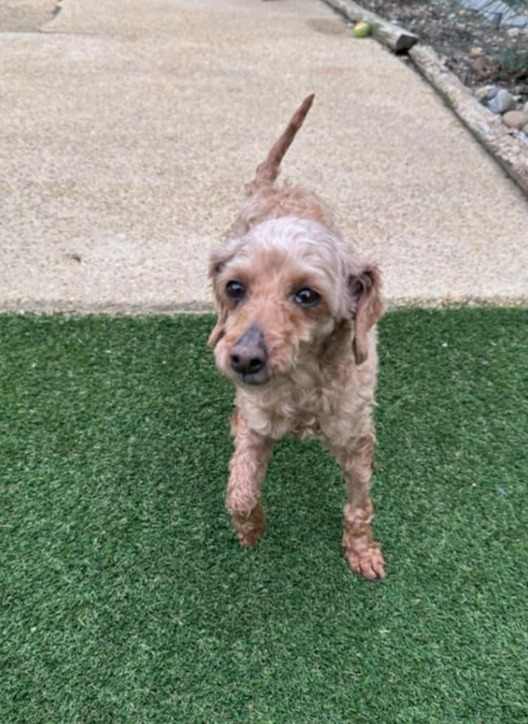 Enlarge Fiona, a Adopted Poodle in Bloomfield, NJ image 2/4