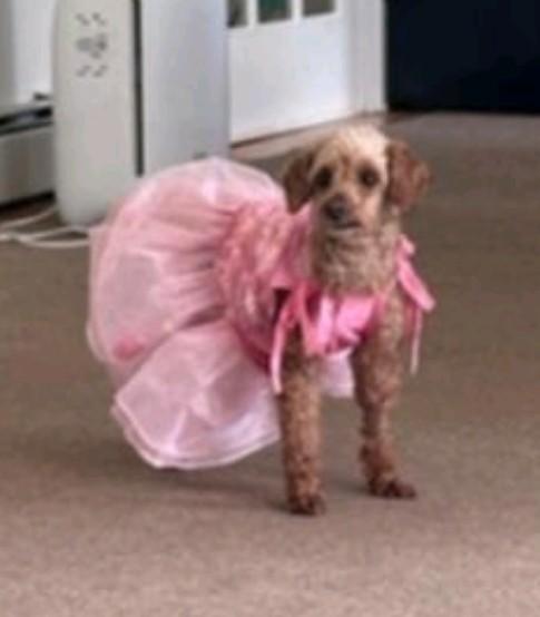 Enlarge Fiona, a Adopted Poodle in Bloomfield, NJ image 3/4