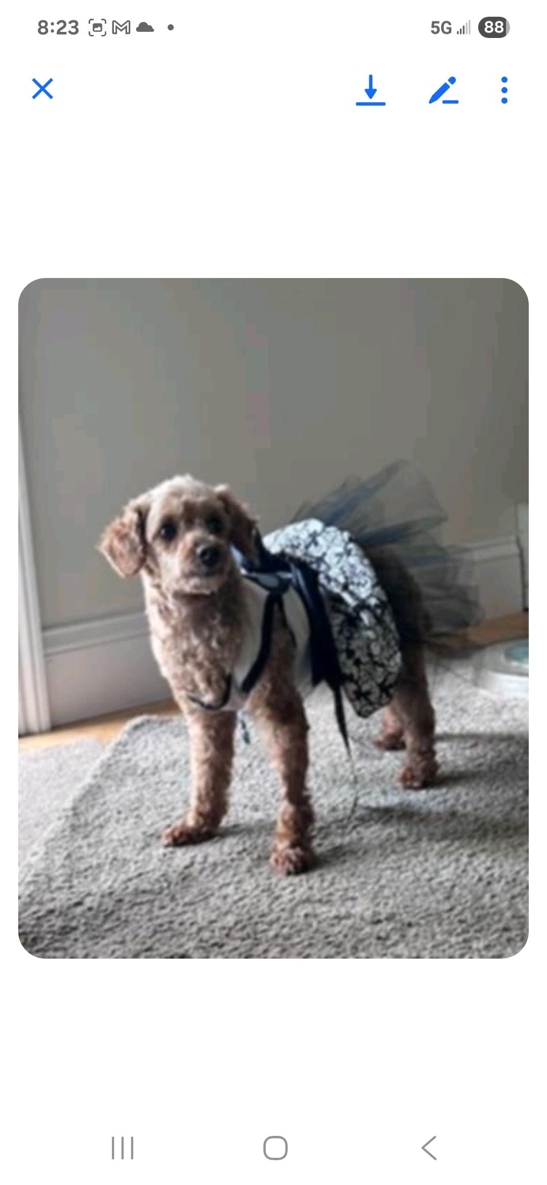 Enlarge Fiona, a Adopted Poodle in Bloomfield, NJ image 4/4