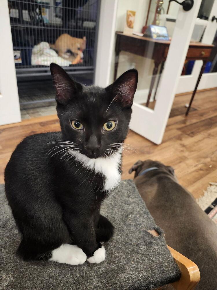 7830 Oswald, Adoptable, Kitten Male Domestic Short Hair.