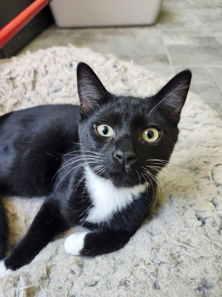 Enlarge 7830 Oswald, a Adoptable Domestic Short Hair in Hartwell, GA image 2/3