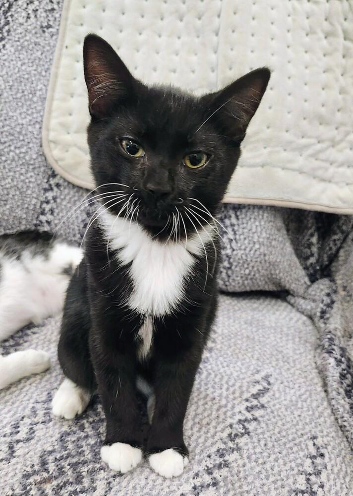 Enlarge 7830 Oswald, a Adoptable Domestic Short Hair in Hartwell, GA image 3/3