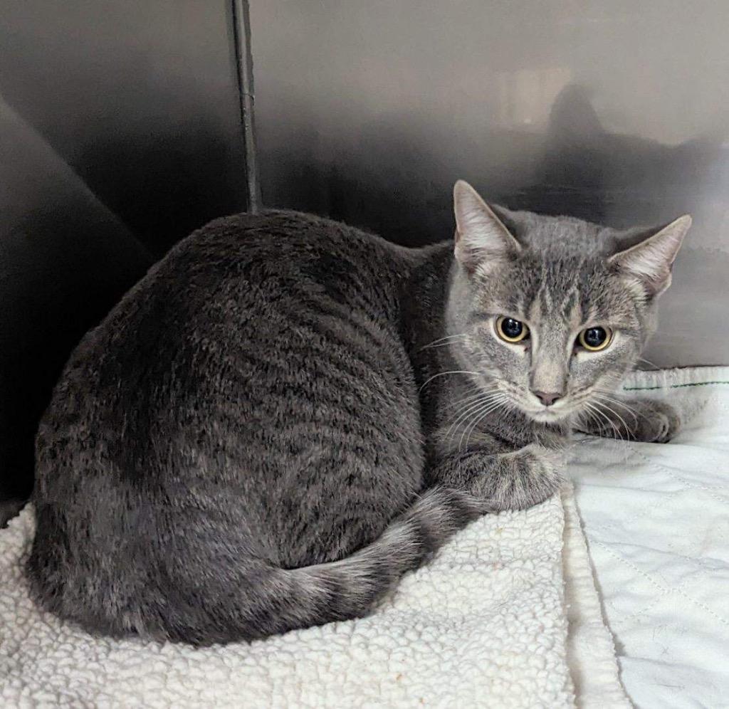 Enlarge Presley, a Adoptable Domestic Short Hair in New Manchester, WV image 1/1