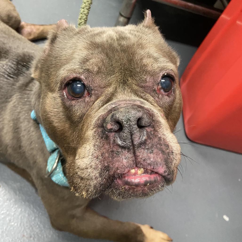 Little Mama, Adoptable, Senior Female Mixed Breed.