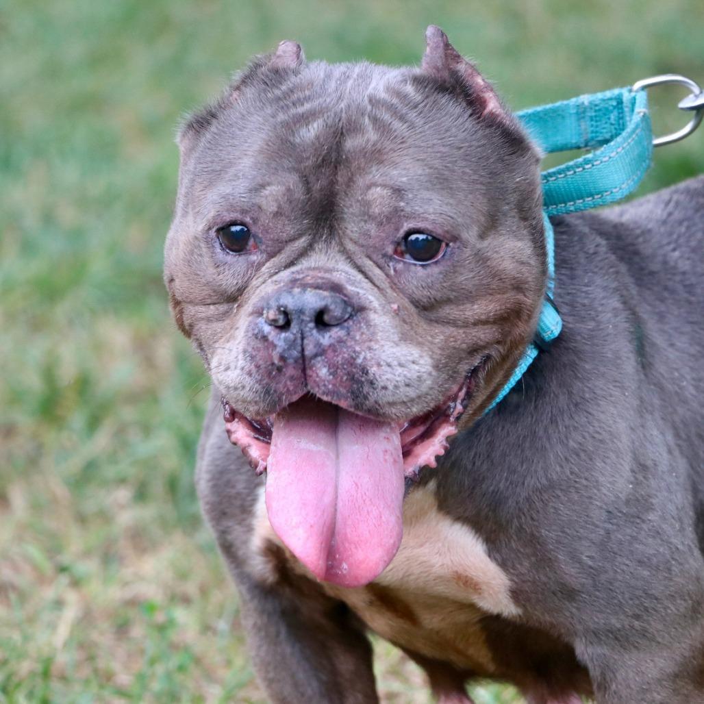 Enlarge Little Mama, a Adoptable Mixed Breed in Allentown, PA image 2/5