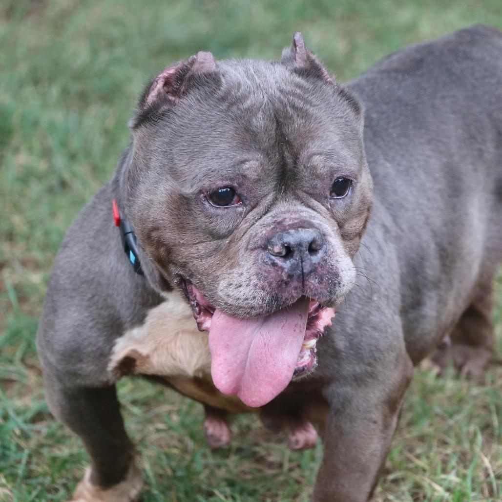 Enlarge Little Mama, a Adoptable Mixed Breed in Allentown, PA image 3/5