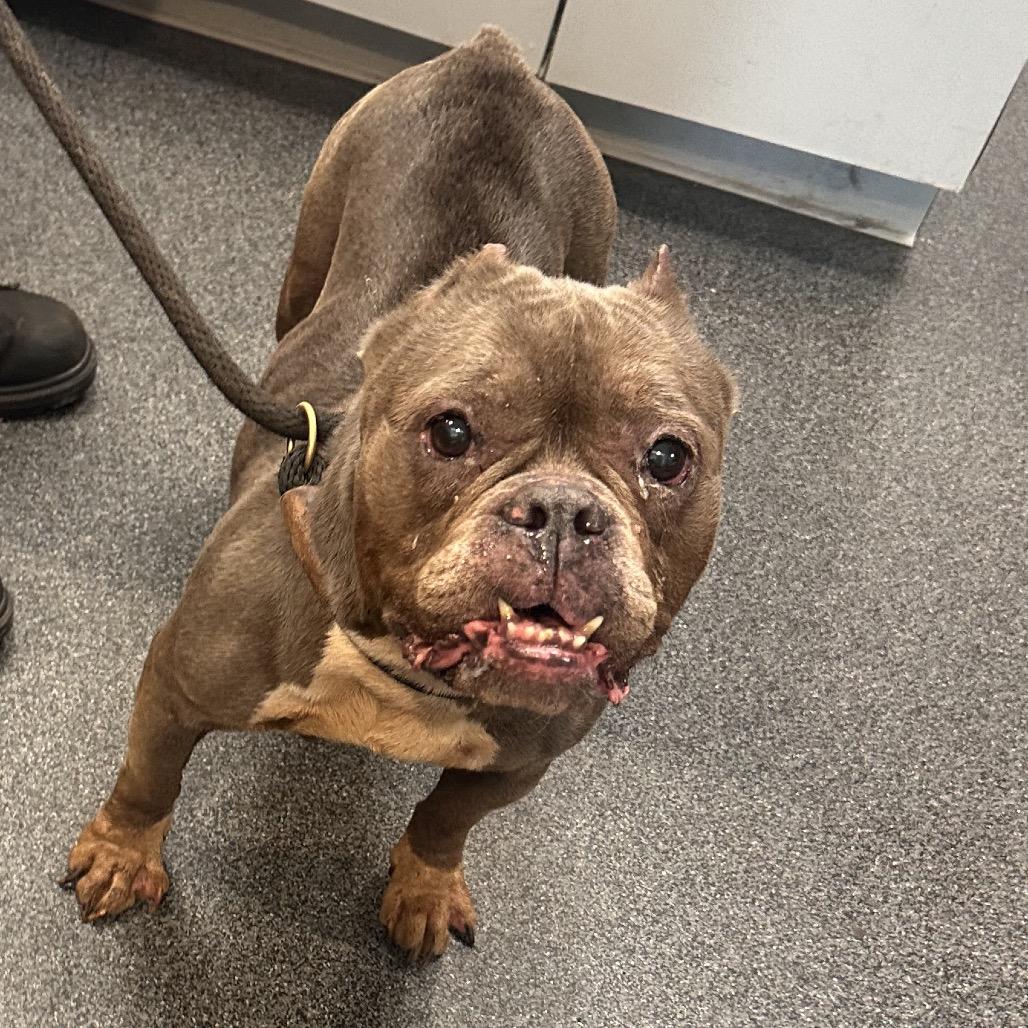 Enlarge Little Mama, a Adoptable Mixed Breed in Allentown, PA image 4/5