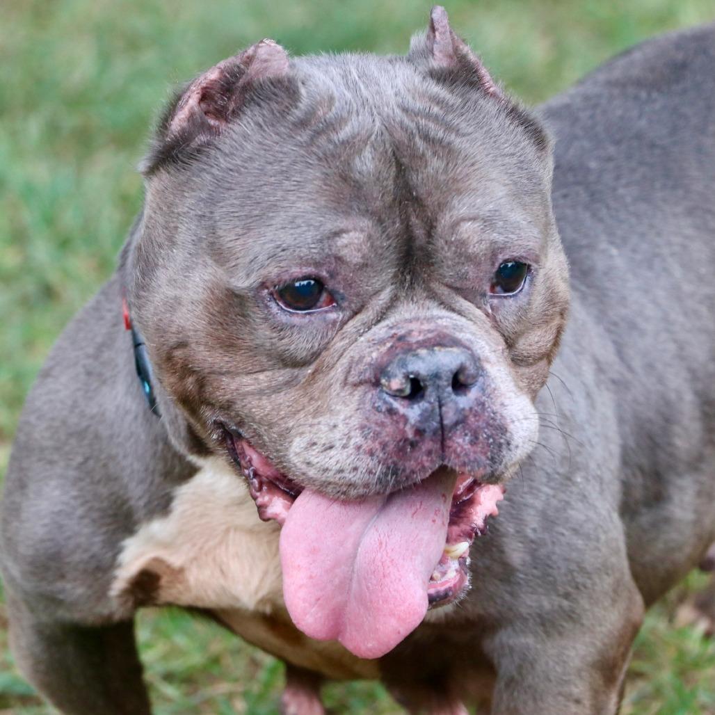 Enlarge Little Mama, a Adoptable Mixed Breed in Allentown, PA image 5/5
