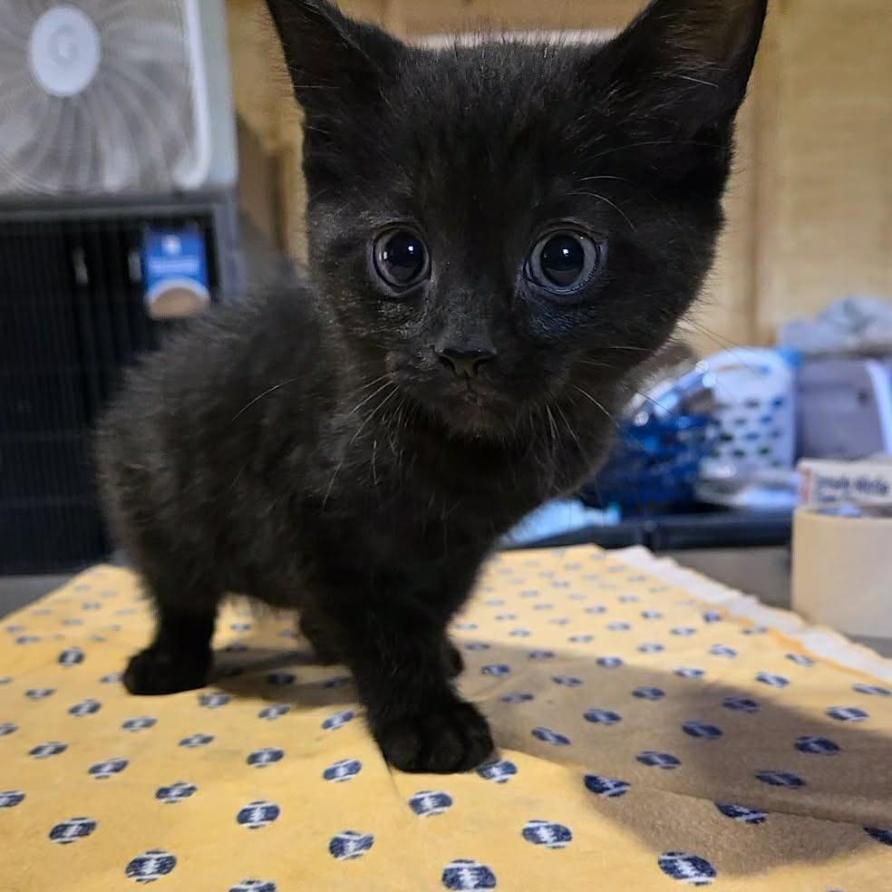 Pawblo Purrcasso, Adoptable, Kitten Male Domestic Medium Hair.