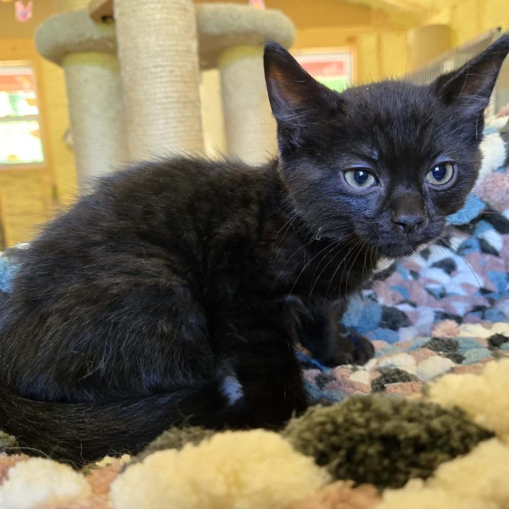 Enlarge Pawblo Purrcasso, a Adoptable Domestic Medium Hair in Park Falls, WI image 2/2