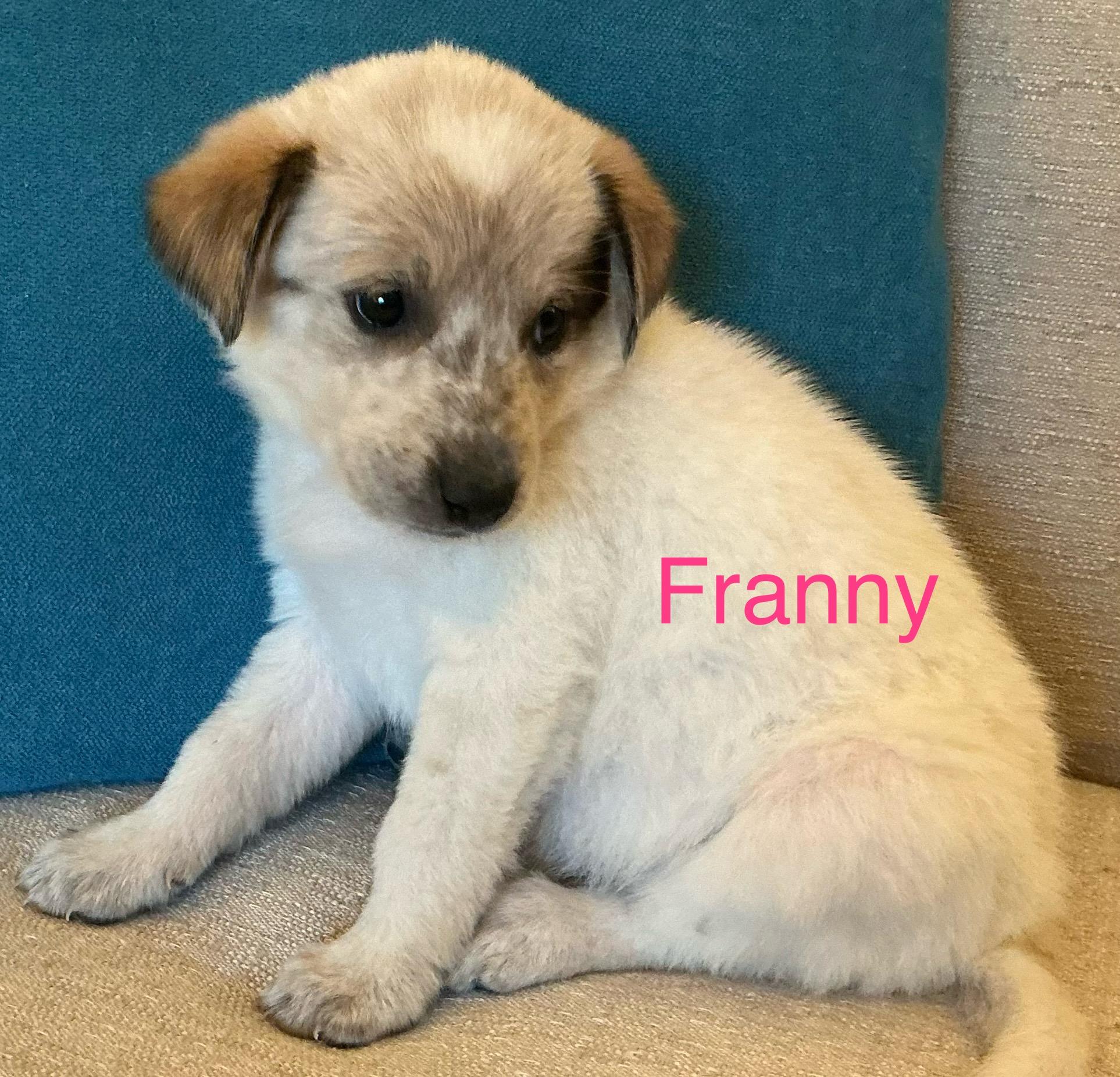 Franny