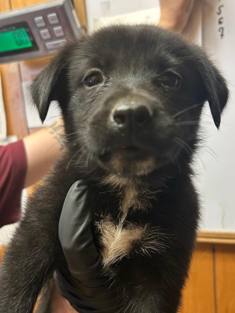 Ivy, Adopted, Young Female Shepherd.