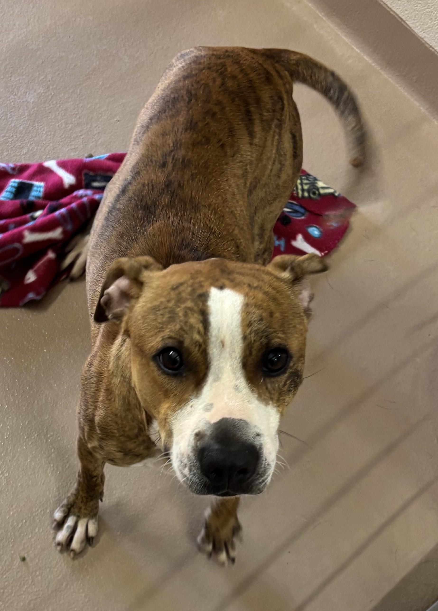 Enlarge Chapo, a Adoptable Pit Bull Terrier in Sierra Vista, AZ image 1/1