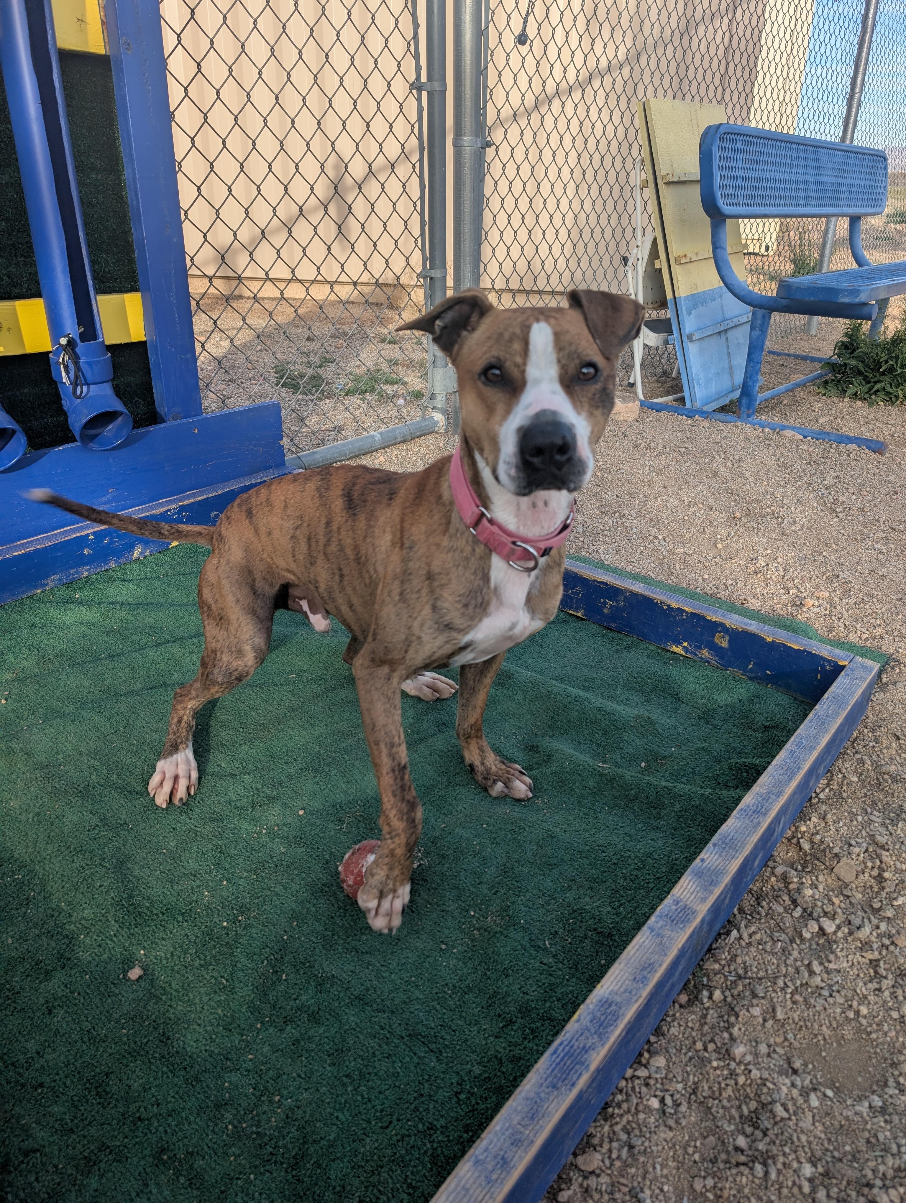 Enlarge Chapo, a Adoptable Pit Bull Terrier in Sierra Vista, AZ image 4/4
