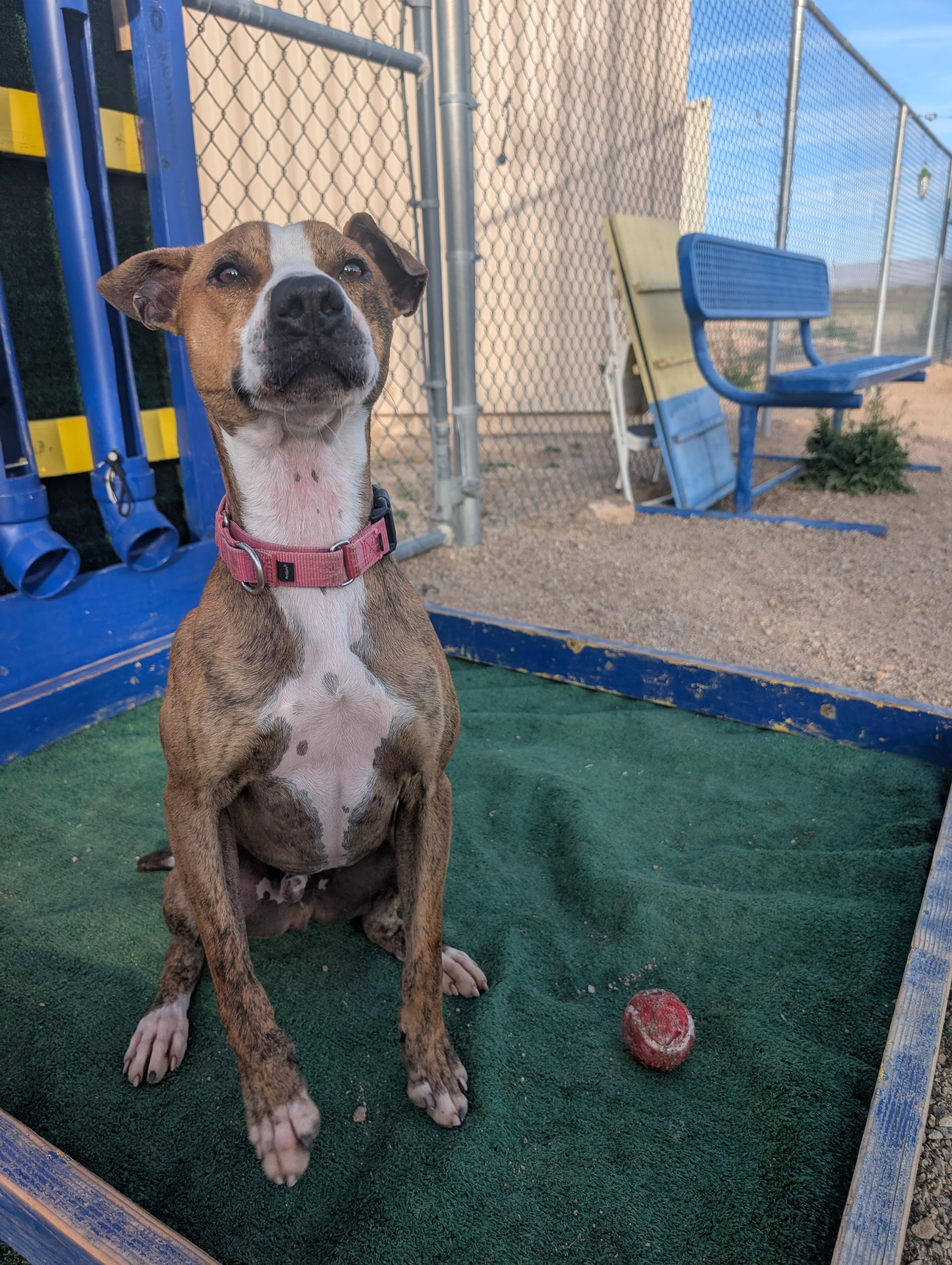 Enlarge Chapo, a Adoptable Pit Bull Terrier in Sierra Vista, AZ image 3/4