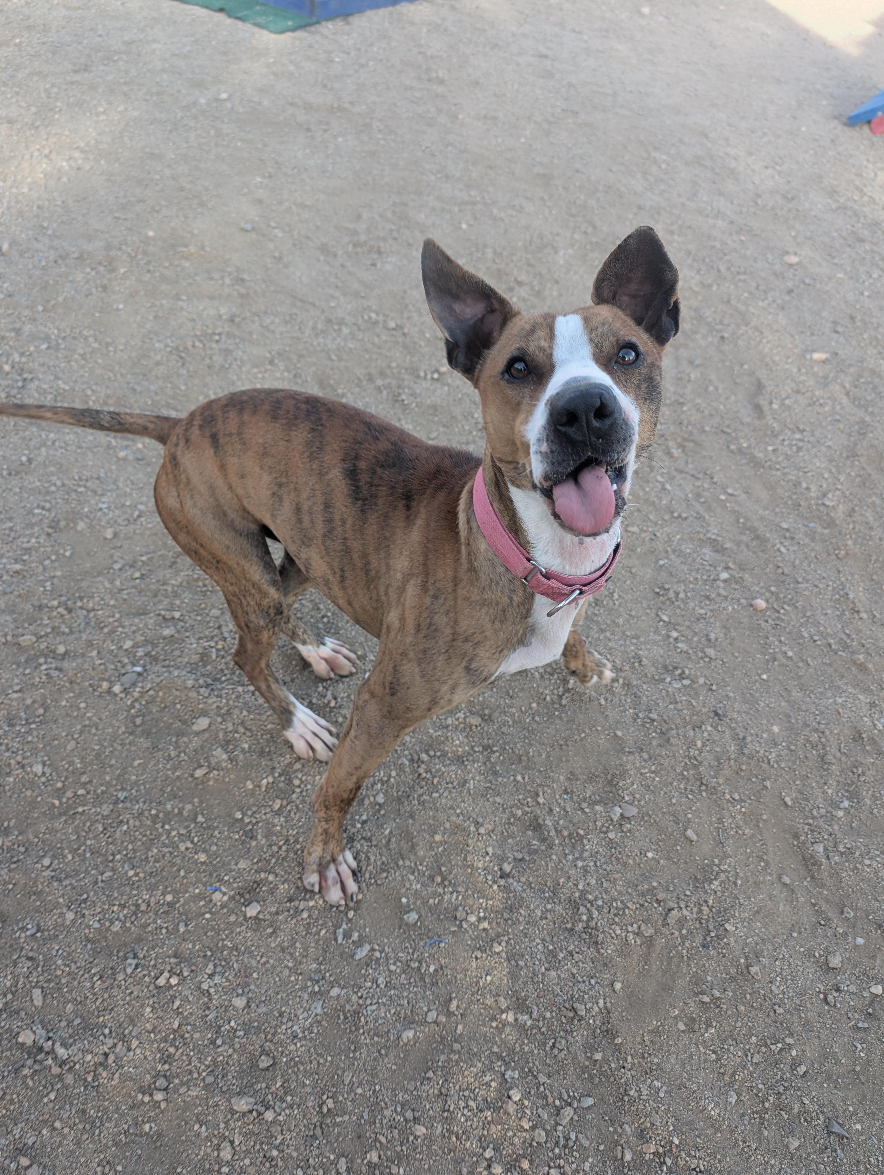 Chapo, Adoptable, Young Male Pit Bull Terrier.