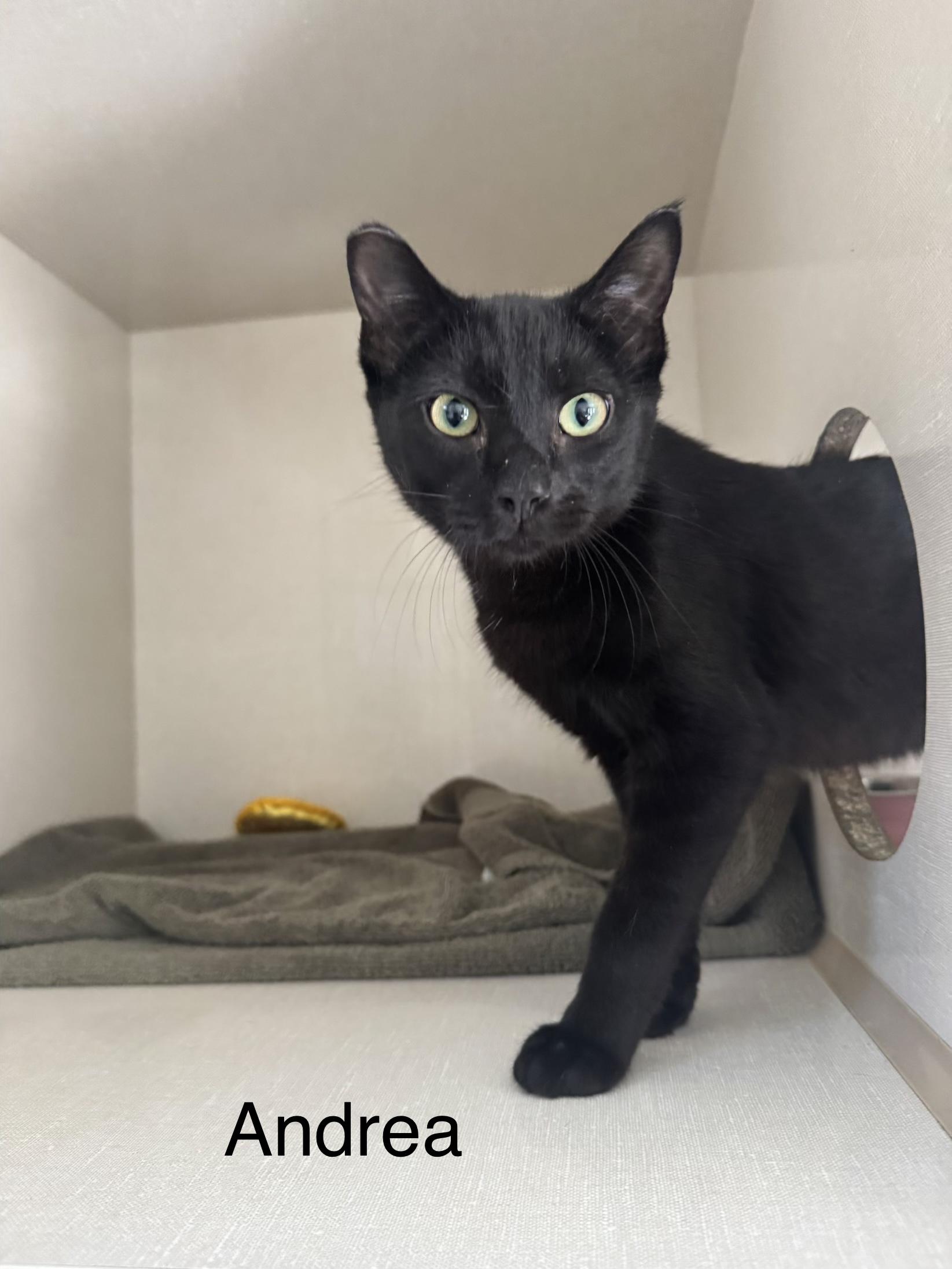 Enlarge Andrea, a Adoptable Domestic Short Hair in Ulster, PA image 1/1