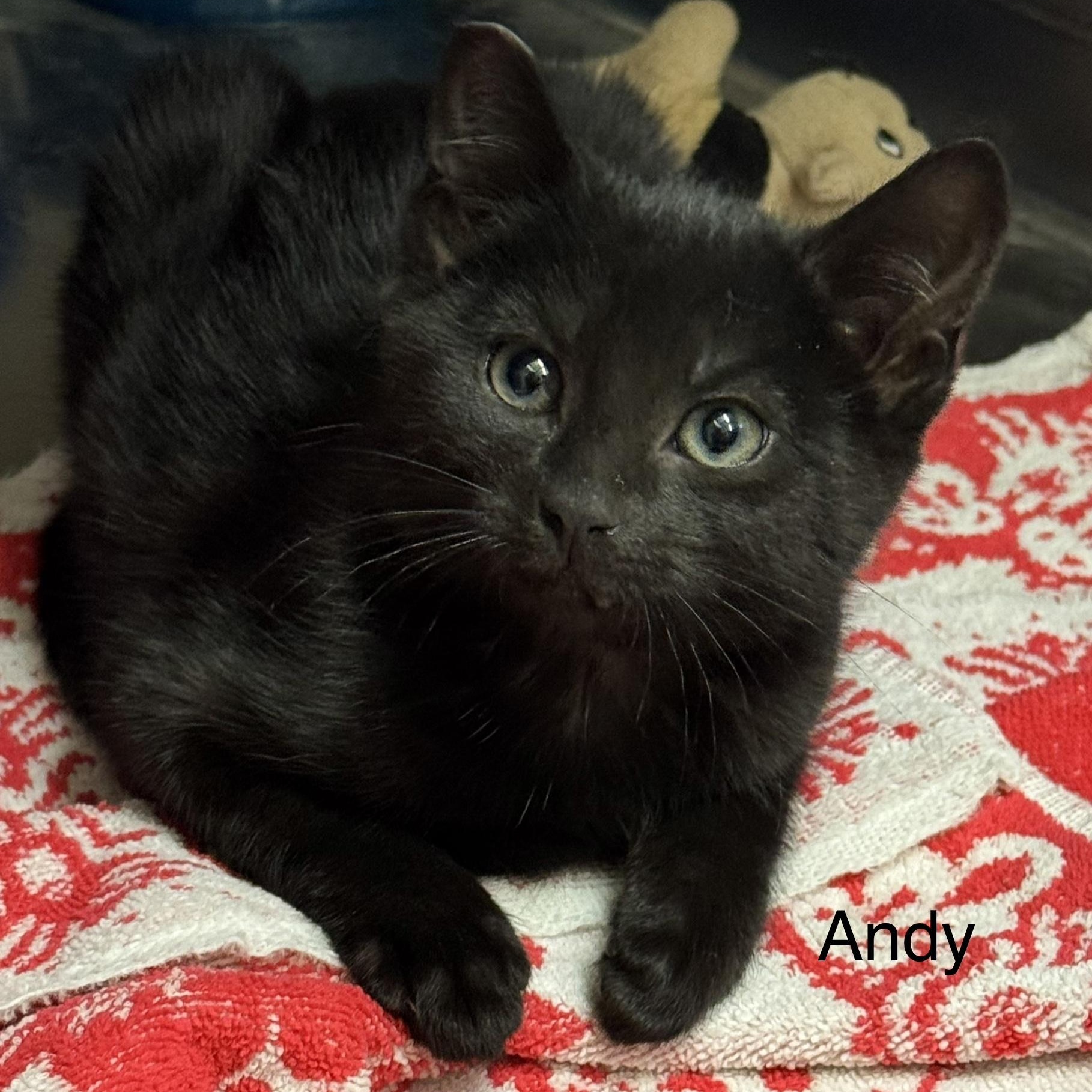 Andy, Adoptable, Kitten Male Domestic Short Hair.