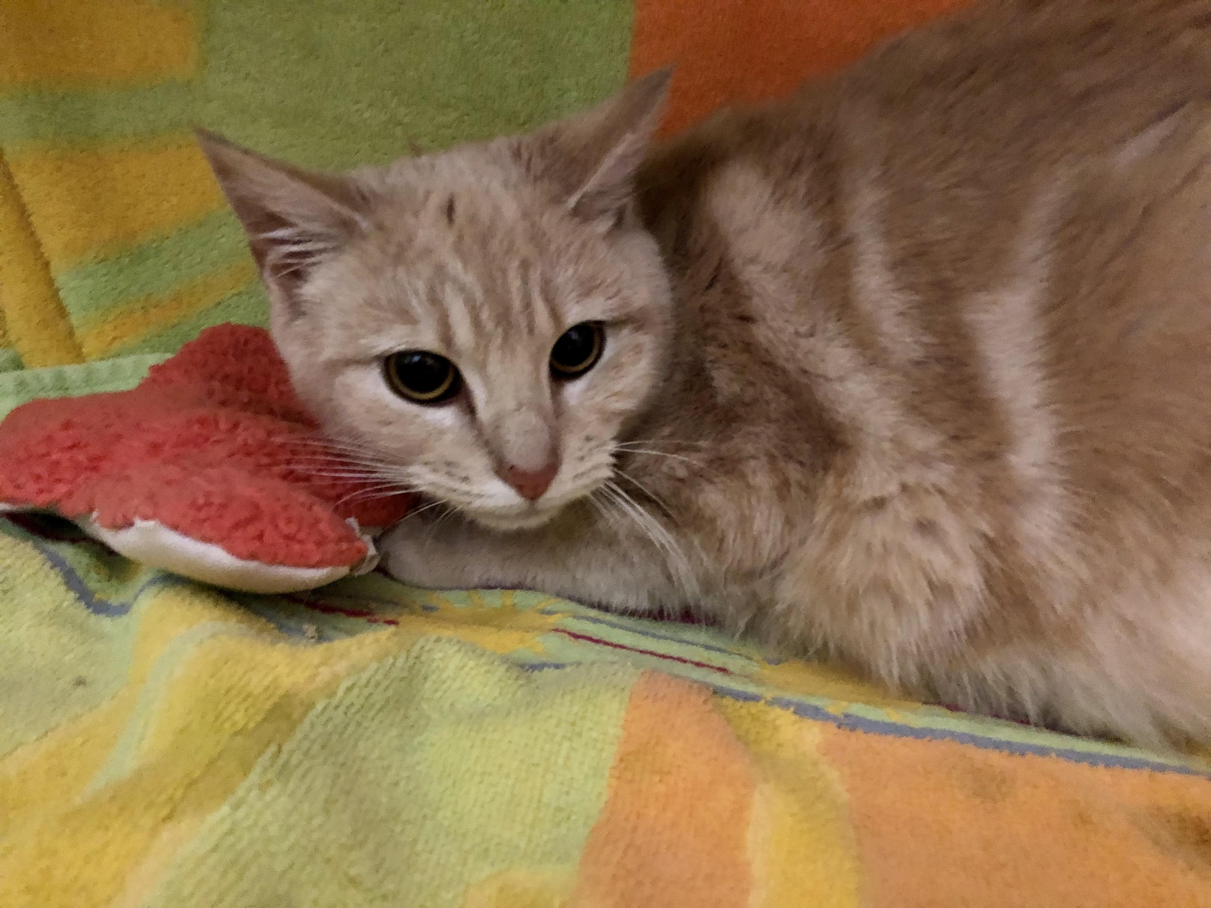 Enlarge Circus Peanut, an adopted Domestic Short Hair in Salisbury, MA image 3/6