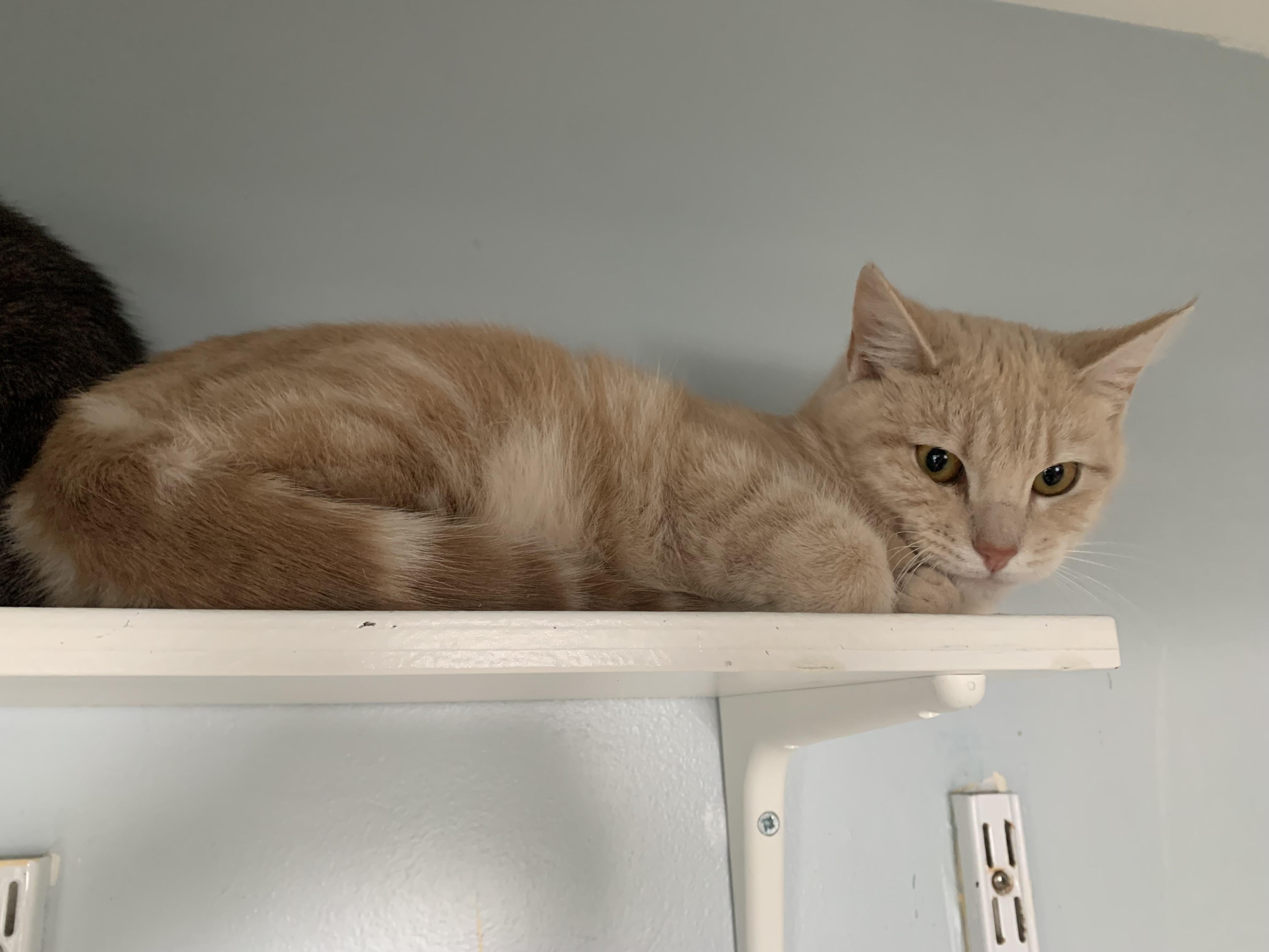 Enlarge Circus Peanut, an adopted Domestic Short Hair in Salisbury, MA image 1/6