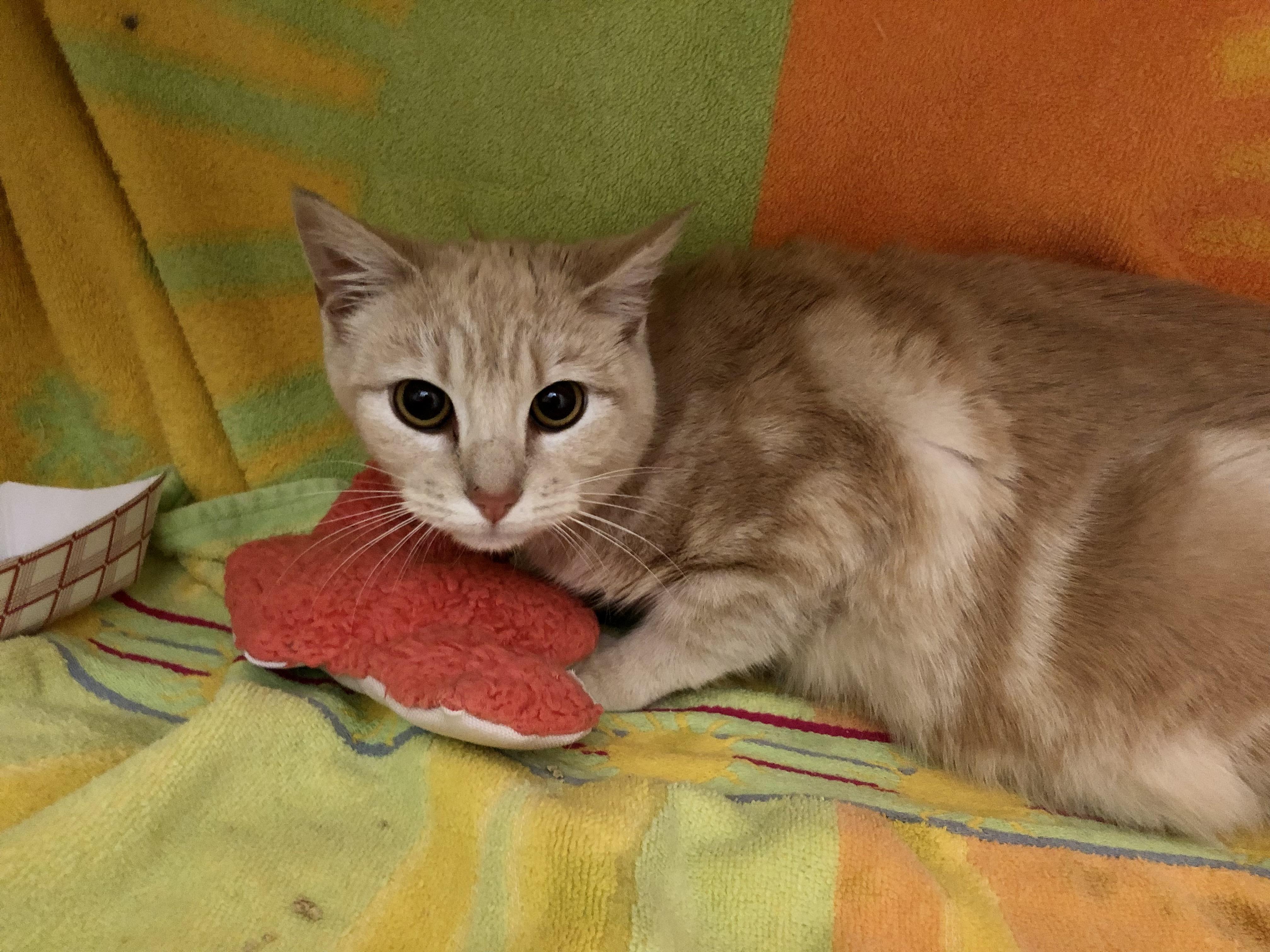 Enlarge Circus Peanut, an adopted Domestic Short Hair in Salisbury, MA image 2/6