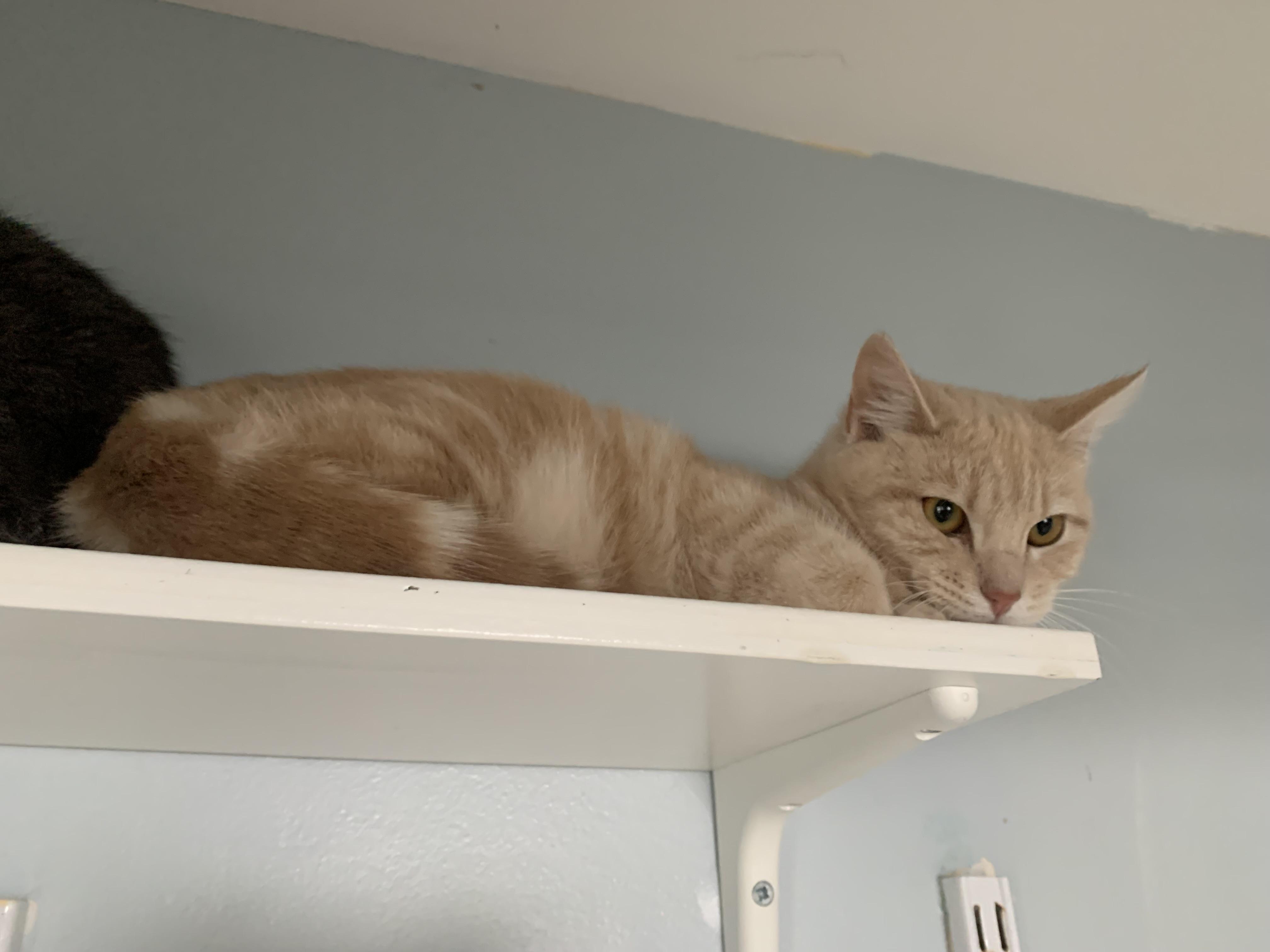 Enlarge Circus Peanut, an adopted Domestic Short Hair in Salisbury, MA image 5/6