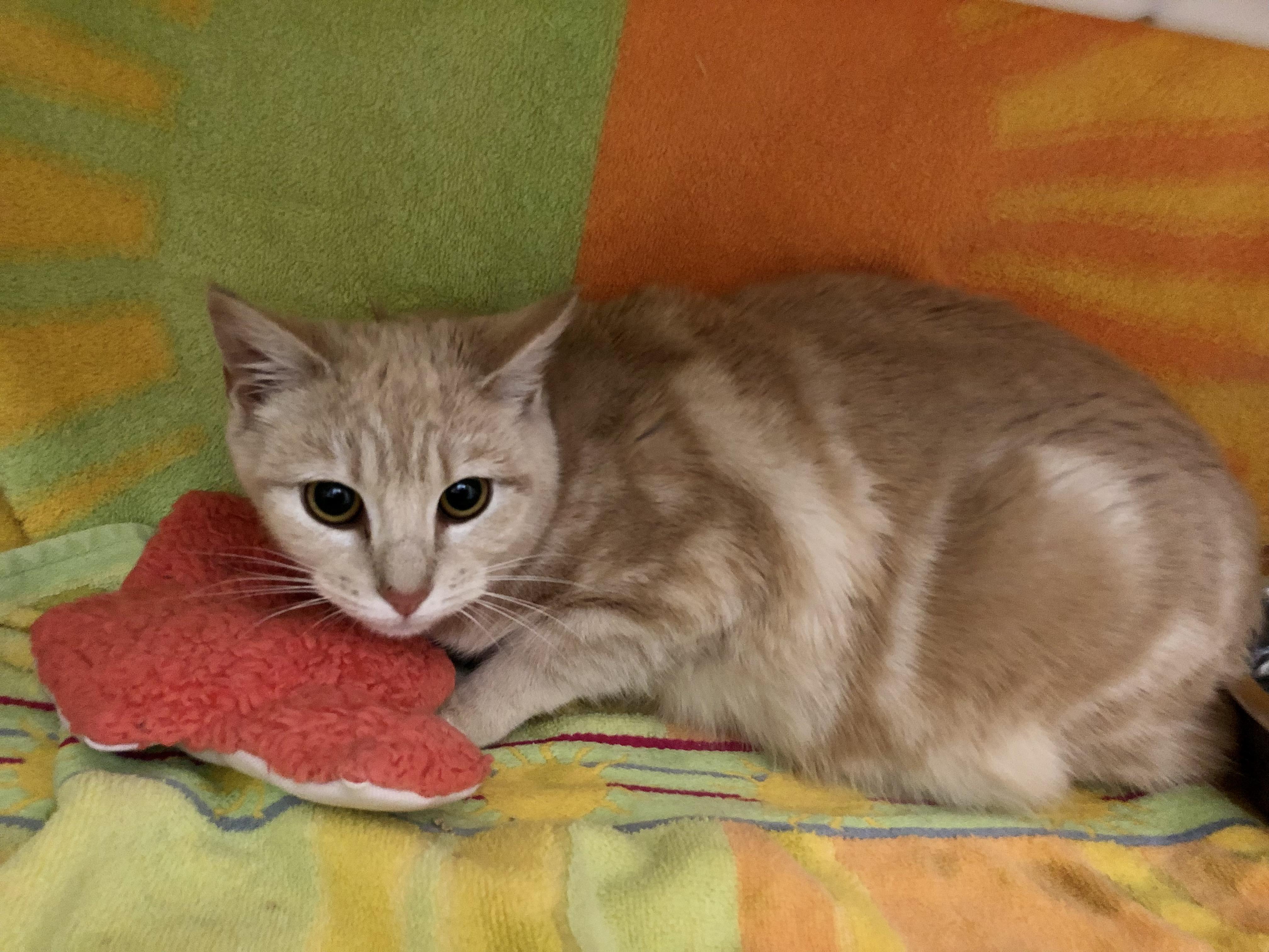 Enlarge Circus Peanut, an adopted Domestic Short Hair in Salisbury, MA image 6/6