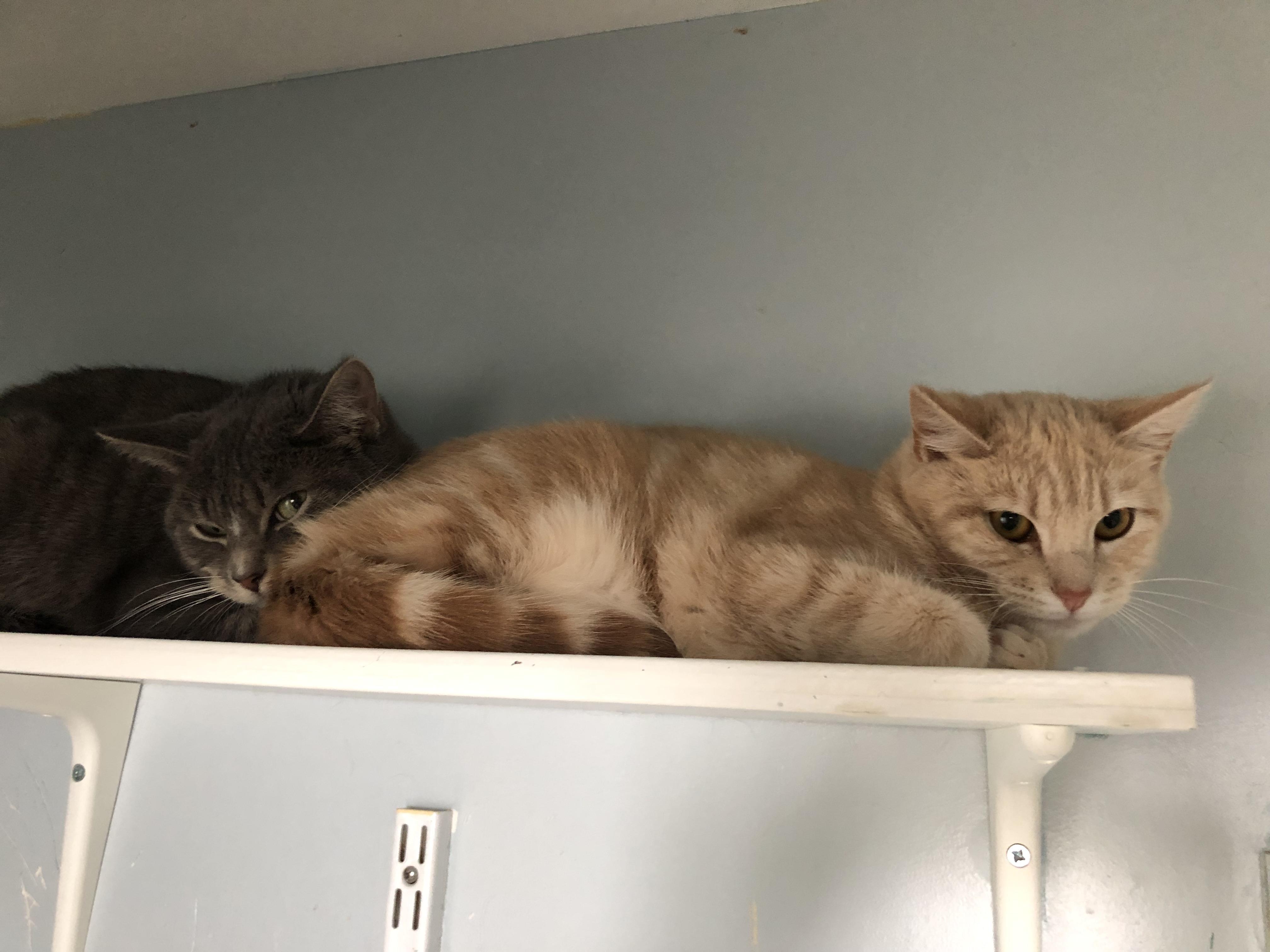 Enlarge Circus Peanut, an adopted Domestic Short Hair in Salisbury, MA image 4/6