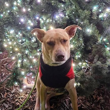 Erin, a Adoptable mixed breed in Beatrice, NE image 1/4