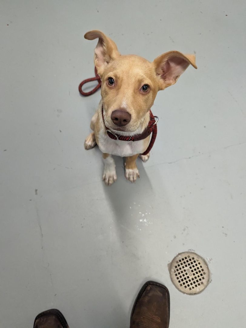 Erin, a Adoptable mixed breed in Beatrice, NE image 4/4