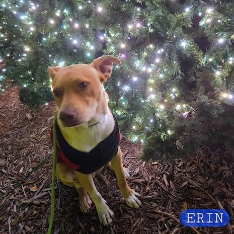 Erin, a Adoptable mixed breed in Beatrice, NE image 2/4
