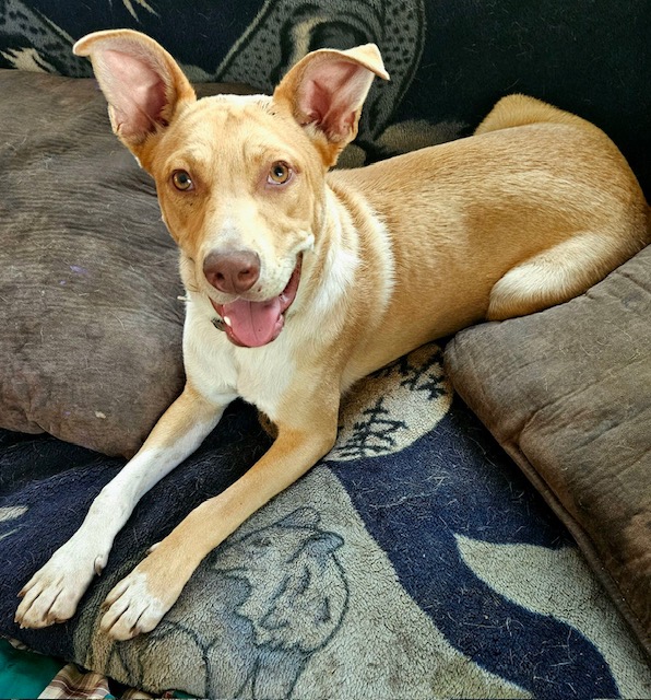 Erin, a Adoptable mixed breed in Beatrice, NE image 3/4