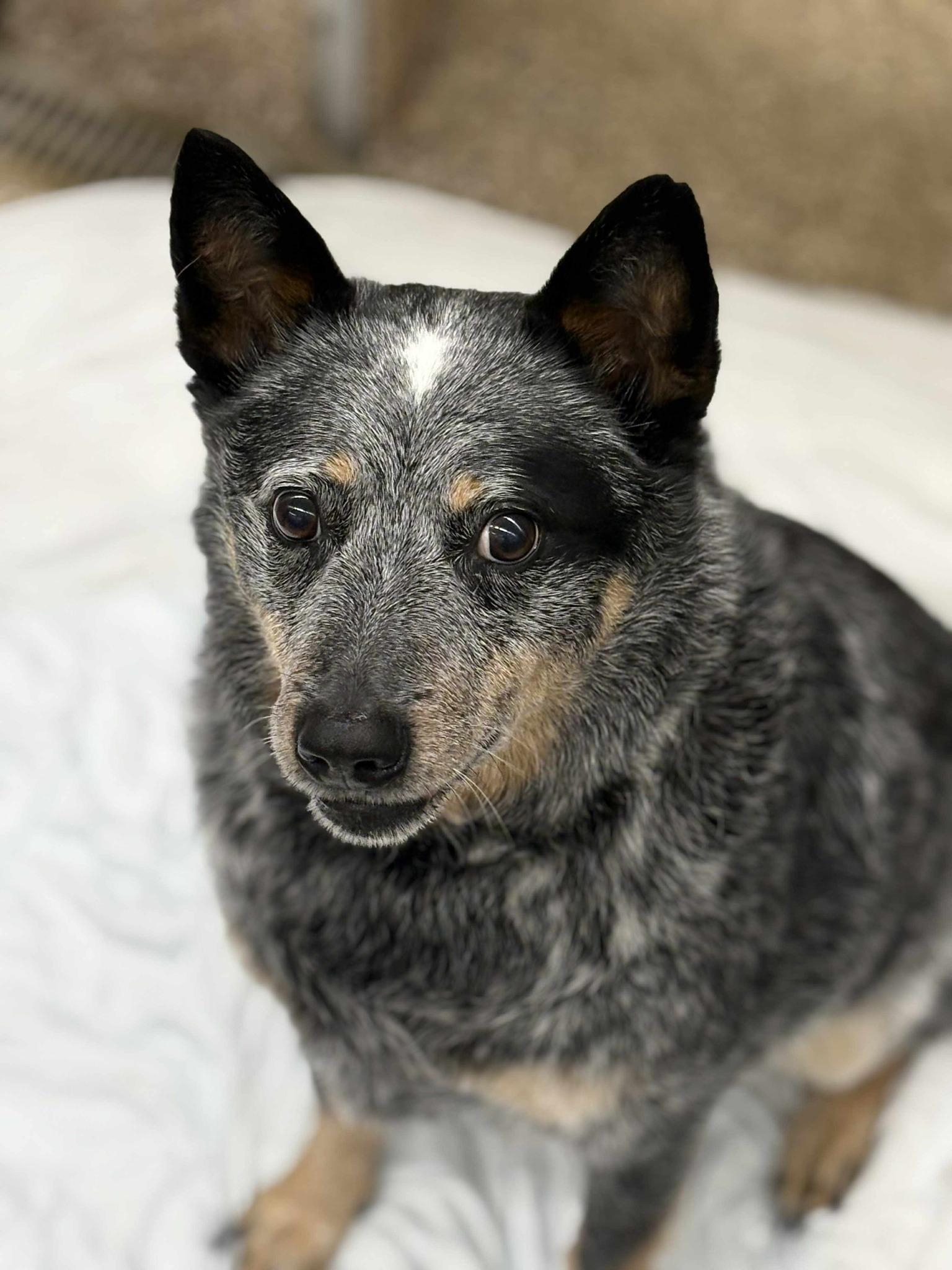 Baxter, Senior Male unknown