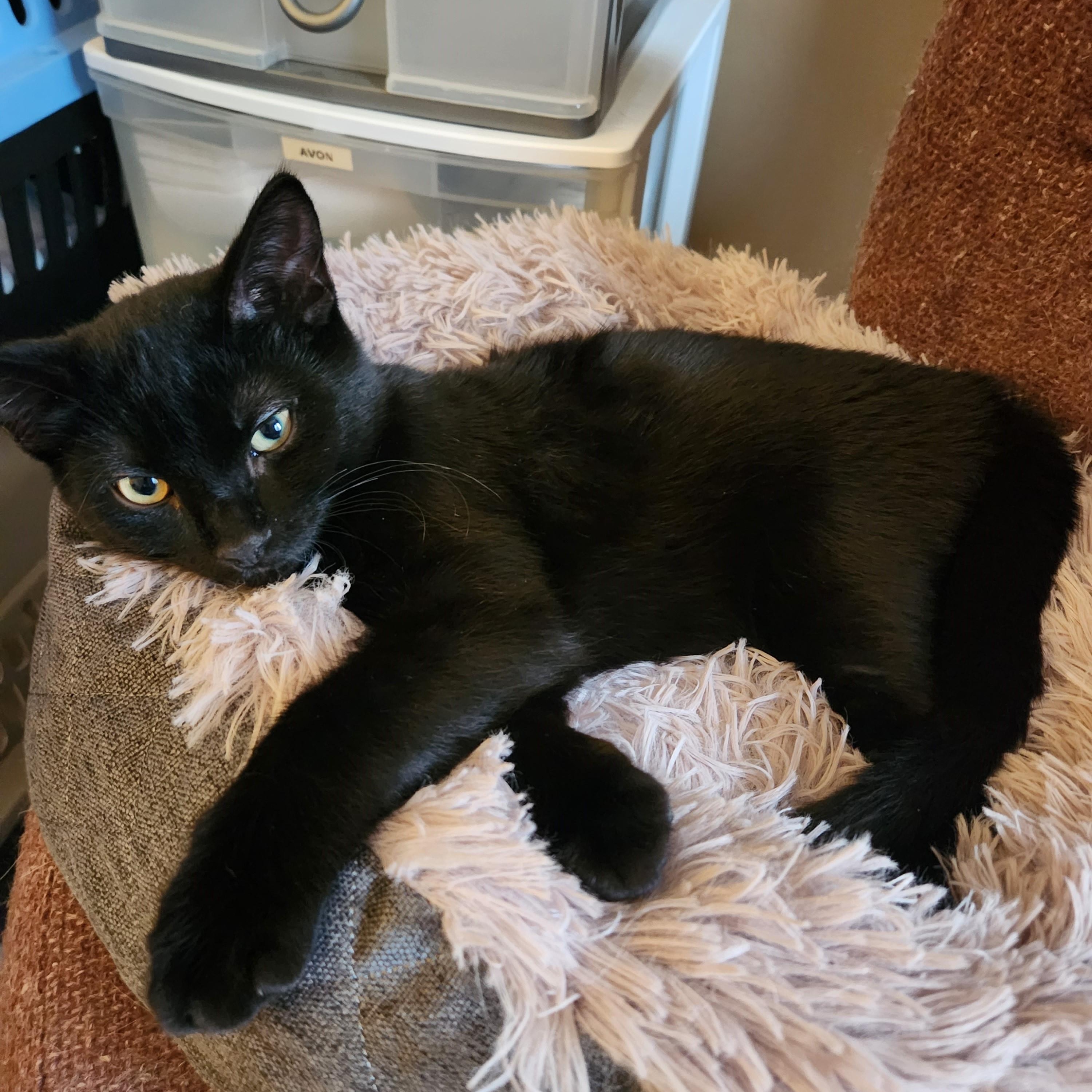 Enlarge Blueberry *bonded with Mars*, a Adoptable Domestic Short Hair in Pickering, ON image 1/6