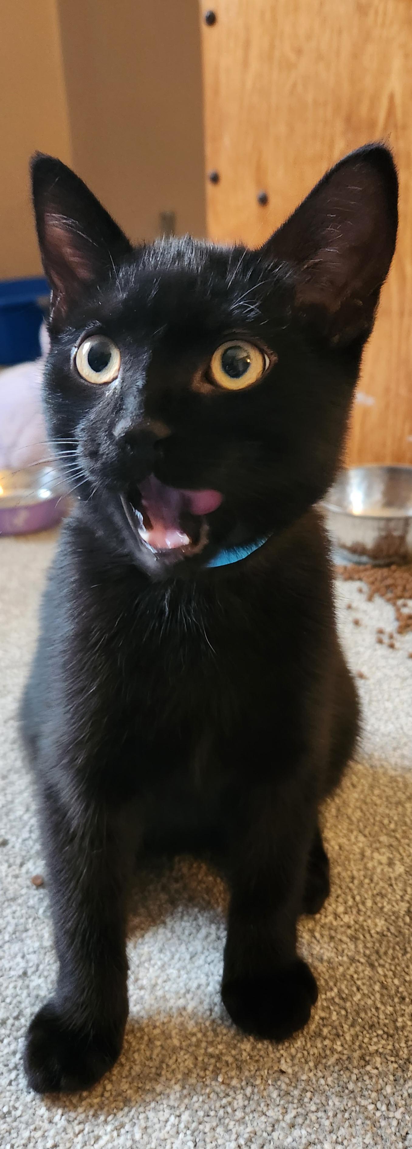 Enlarge Blueberry *bonded with Mars*, a Adoptable Domestic Short Hair in Pickering, ON image 2/6