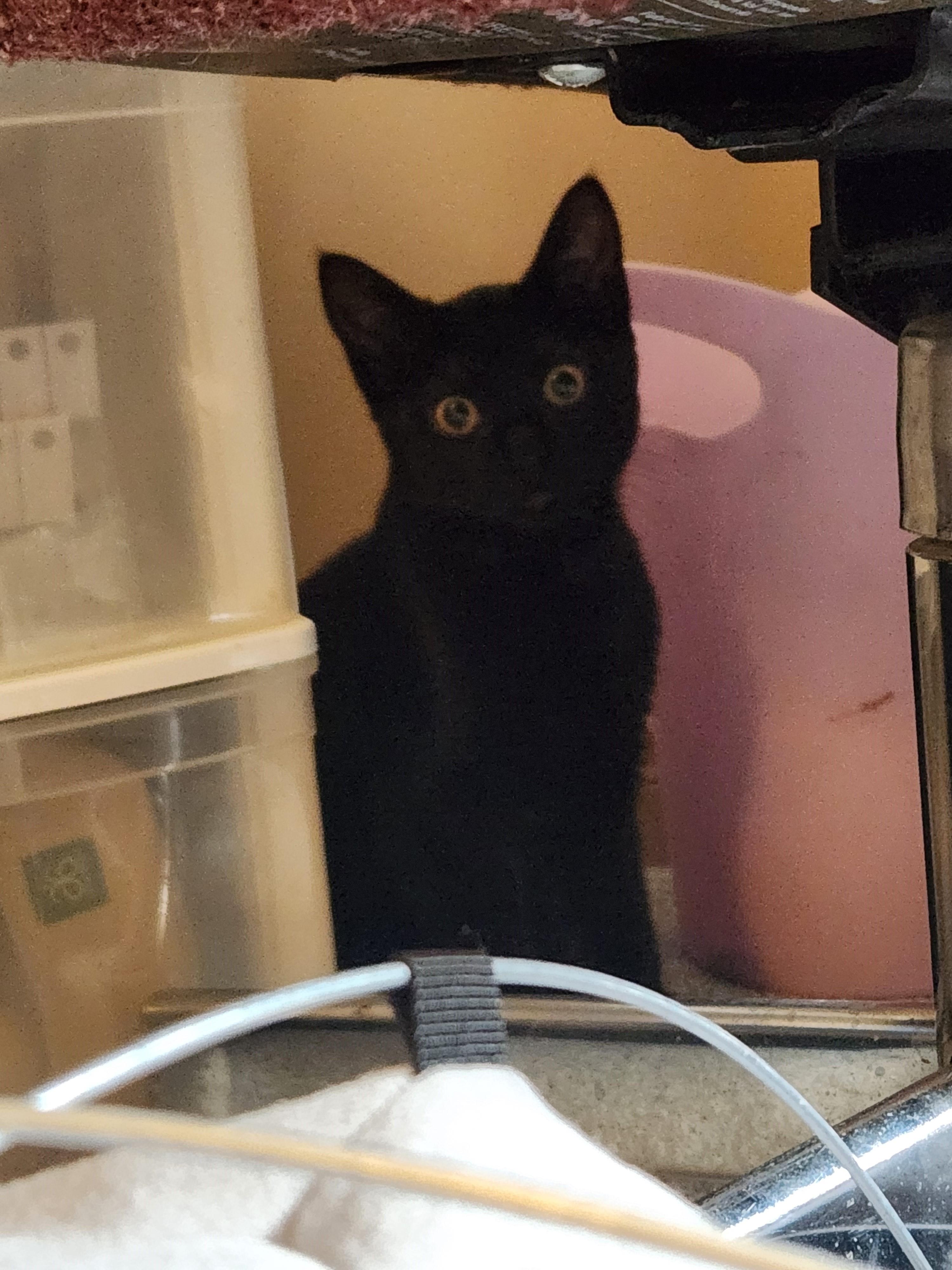 Enlarge Blueberry *bonded with Mars*, a Adoptable Domestic Short Hair in Pickering, ON image 3/6